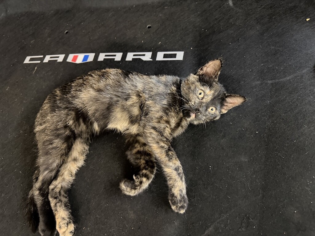 metro_the_cat.jpg